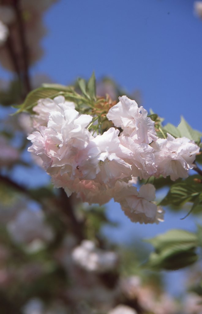 八重桜