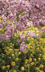 河津桜と菜の花
