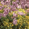 河津桜と菜の花