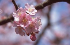 河津桜