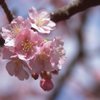 河津桜