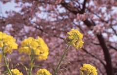 菜の花と河津桜