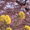 菜の花と河津桜