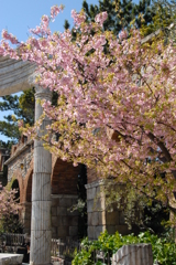 河津桜 TDS