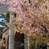 河津桜 TDS