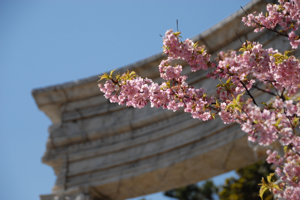 河津桜 TDS