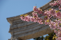 河津桜 TDS