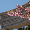 河津桜 TDS