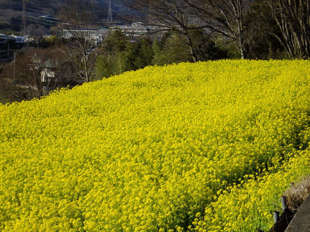 菜の花畑