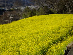 菜の花畑