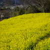 菜の花畑