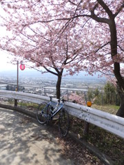 河津桜