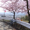 河津桜
