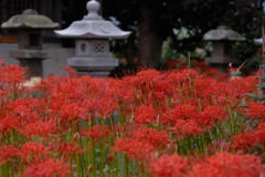 彼岸花