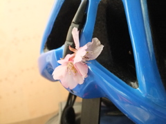 サプライズ