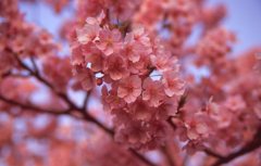 河津桜