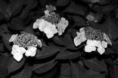 地上の花火