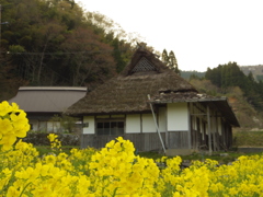 古民家と菜の花