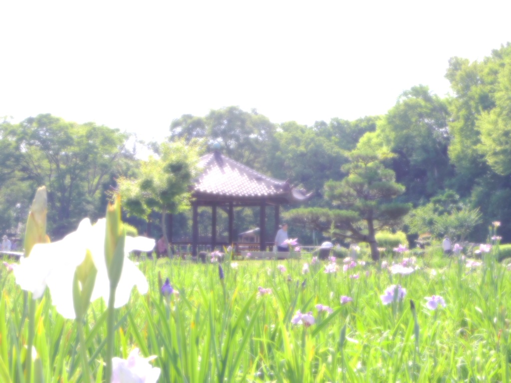 晴れの菖蒲園