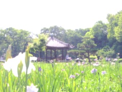 晴れの菖蒲園