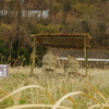 土雛