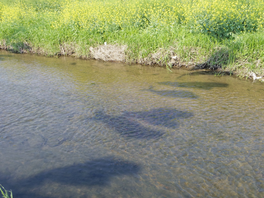 水中遊泳