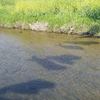 水中遊泳