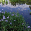 菖蒲と水面