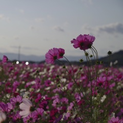 秋桜