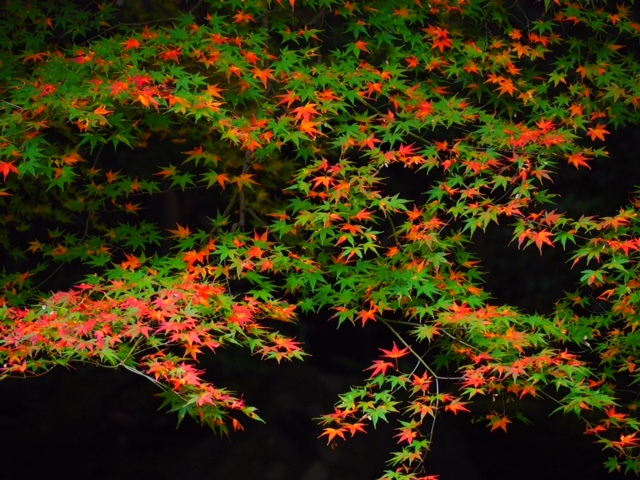 瑠璃光院