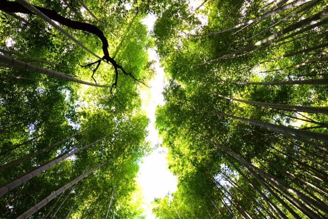竹林