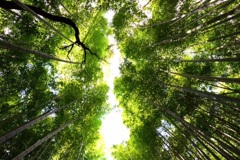 竹林