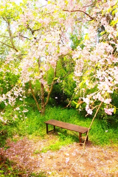桜………吹雪