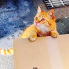 なんかくれる？