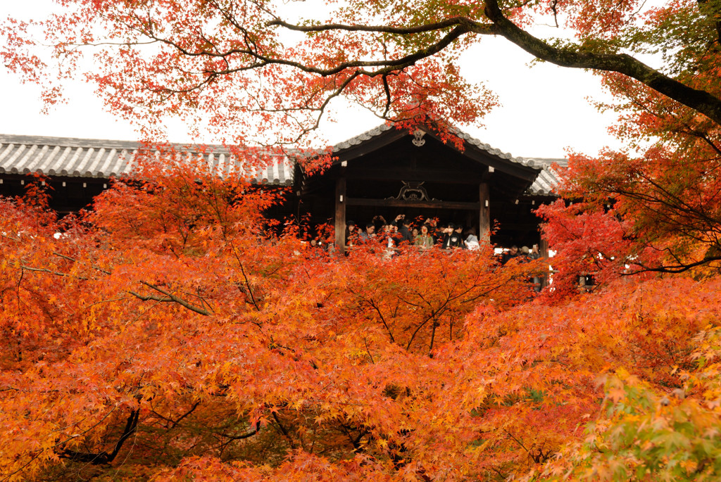 紅を望む
