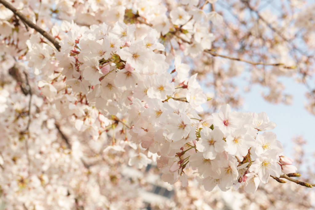 spring