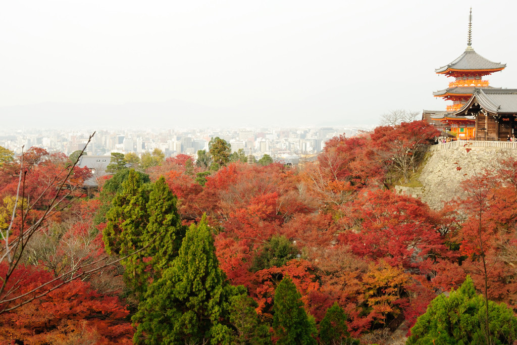 清水の紅葉