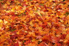 秋物絨毯