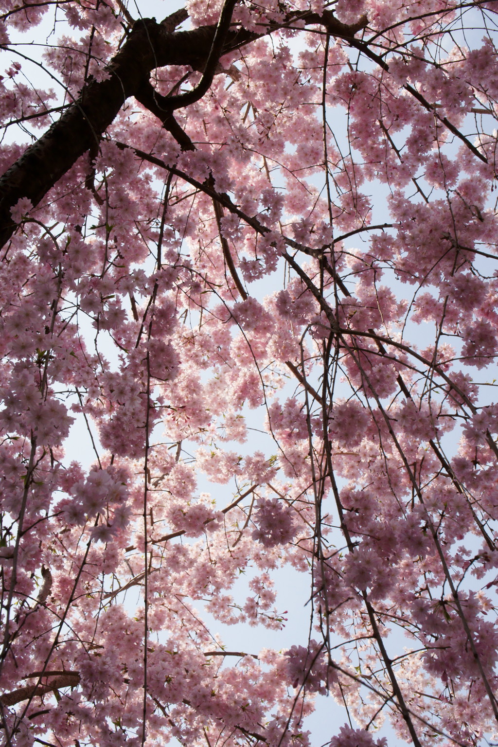 桜降る