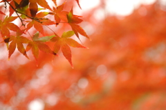 紅の世界