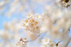 小田原桜祭り