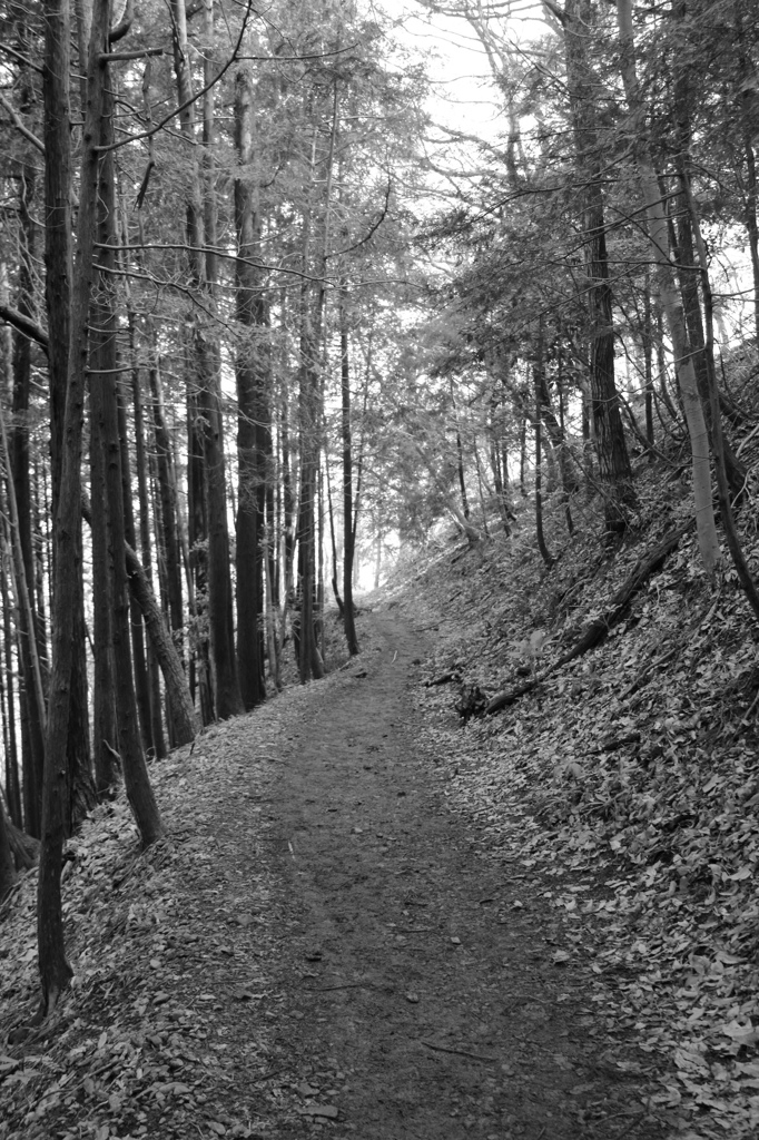 Trail