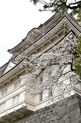 桜と小田原城