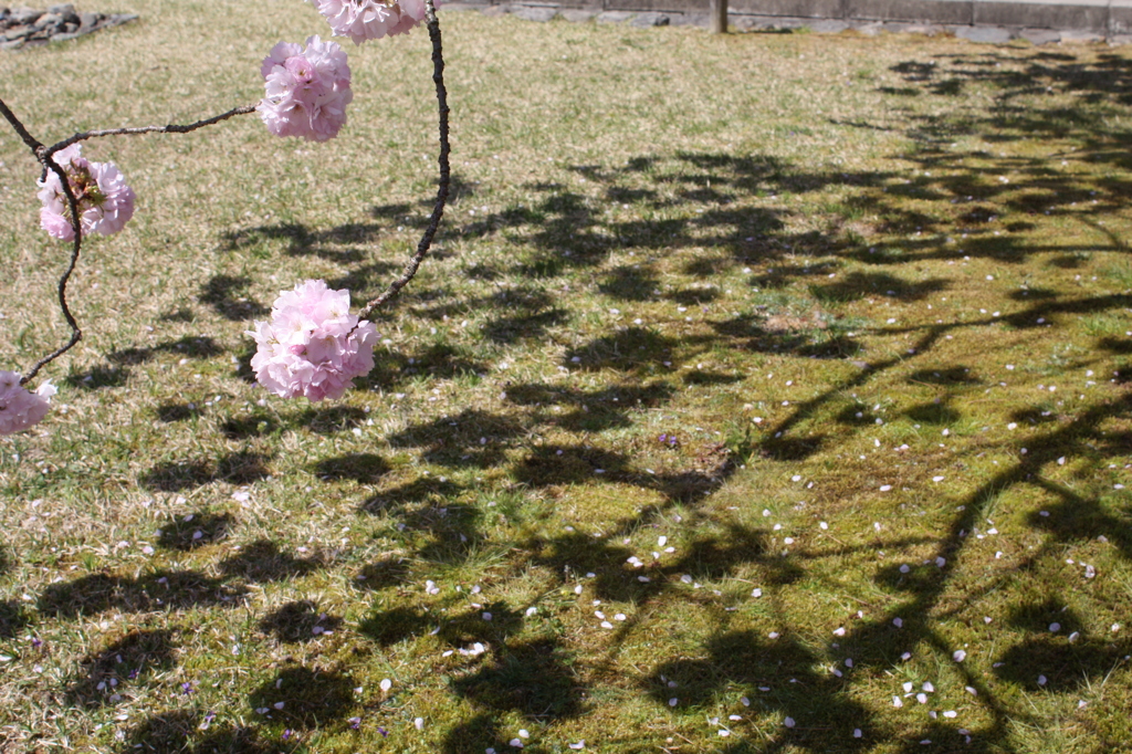 ぼんぼりのかげ