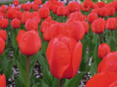 昭和記念公園