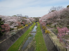 昭和記念公園