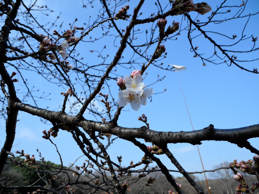 2013　桜