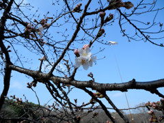 2013　桜