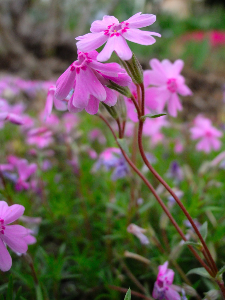 芝桜②