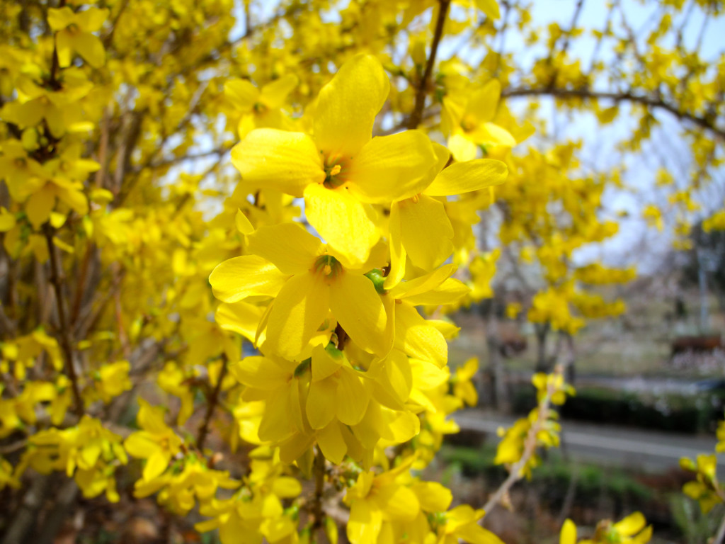 鮮やかな花